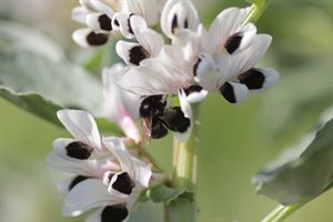 Bee visiting broad bean flower