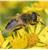 Infectious disease in hoverflies linked to honeybee health